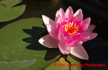 WaterLilly